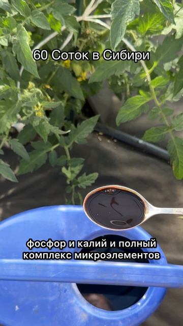 ТОМАТЫ ОБОЖАЮТ ЭТУ ПОДКОРМКУ! смотреть онлайн