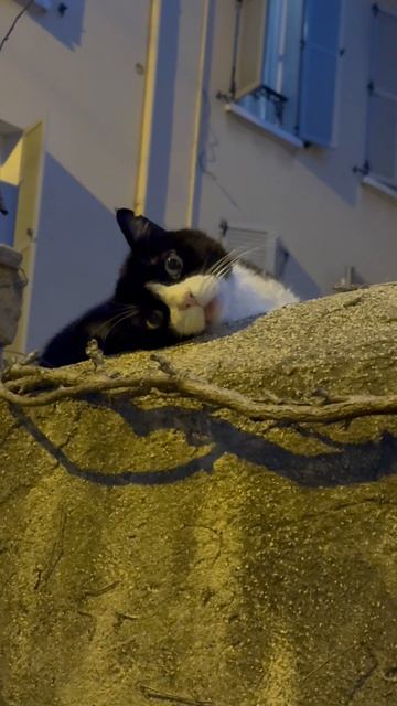 Котик вышел на охоту