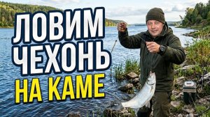 Ловим чехонь на Каме