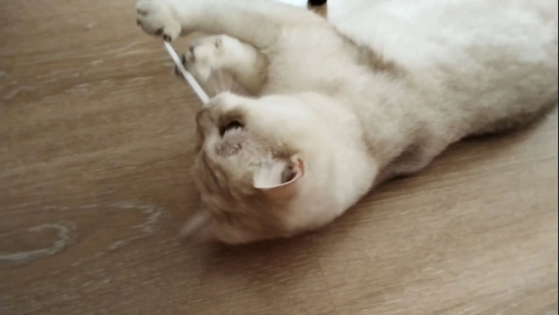 Котик играет с резинкой. Озвучка кота с Соломонией. смотреть онлайн