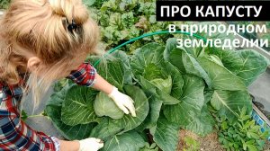 Про капусту в природном земледелии.