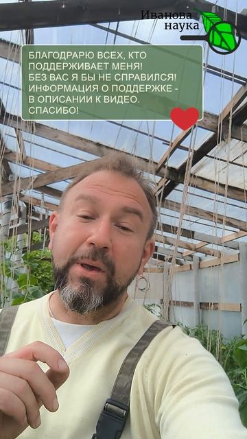 😡 БЛАГО ИЛИ ВРЕД? Что произойдет с урожаем, если бросить пасынки на землю 🤔 КУДА ИХ ДЕВАТЬ? 😱