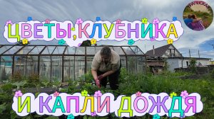 Когда дождь не повод отложить тяпку