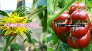 Махровые цветы на томатах.Причины появления и что с ними делать?