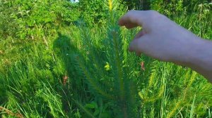 саженец помесь смородина чëрная