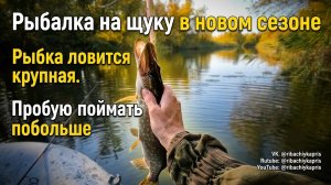 Рыбалка на щуку в новом сезоне. Рыбка ловится крупная. Пробую поймать побольше