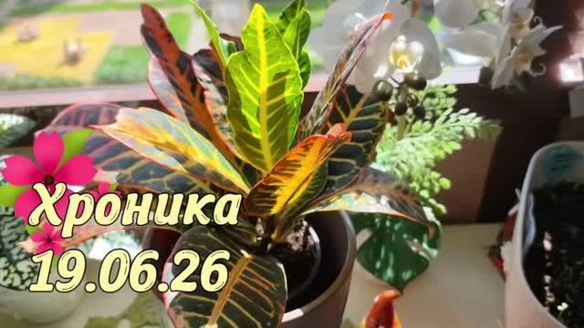 19.06.26☘️Хроника из "дождливой" оранжереи