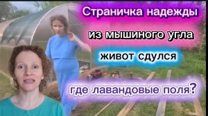 Страничка надежды и сожителя Чёс продолжается Куда делся шарик?