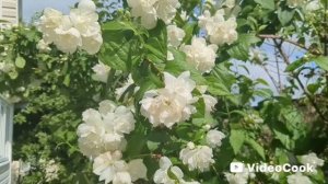 МИНИ ВЛОГ: ЦВЕТОЧКИ, ПУСТЫШКИ