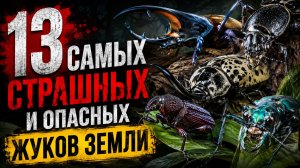 13 Самых Страшных и Опасных Жуков Земли