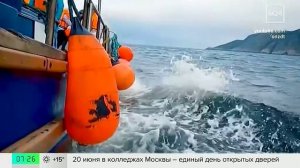 Правила наблюдения за китами утвердили в Мурманской области - Москва 24