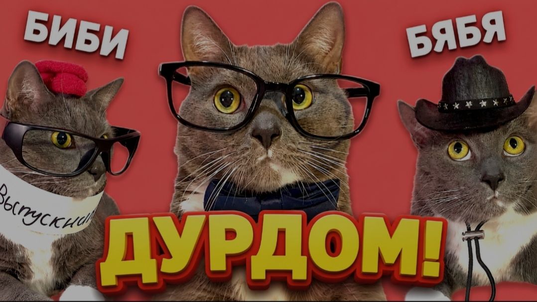 Kotiynet — 3 сезон, 48 серия. | 12+ смотреть онлайн