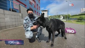 Москва отмечает День кинолога: как собак готовят к ответственной службе