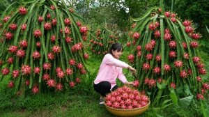 Собираю большой урожай питахайи и острый перец чили. Кормлю животных. Жизнь во Вьетнаме
