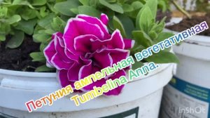 Петуния ампельная вегетативная Tumbelina Anna.