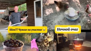 ❤️Такое в нашем птичнике впервые/ Бассейн, урожай и не только.