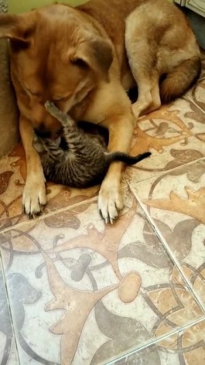 Лучшая кошачья нянька!
