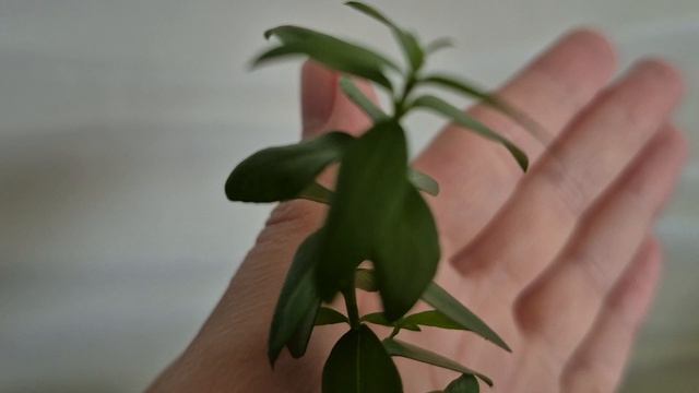 Мирт обыкновенный маленький 5