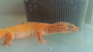 Два маленьких дракончика🦎