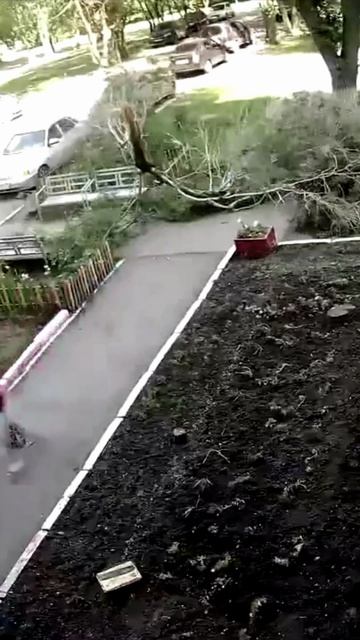 Ветка дерева почти упала на людей