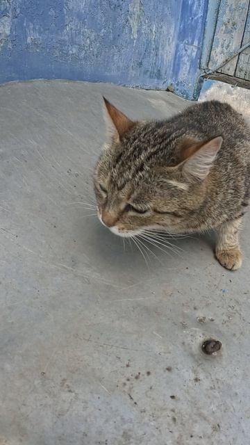 КОТТ