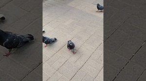 Утренний завтрак голубей🙂