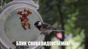 ДВЕ СИНИЦЫ на ОКОННОЙ КОРМУШКЕ