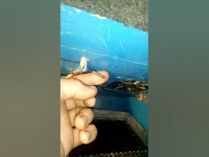 Инкубатор с аварийным газовым обогревом