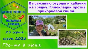 Высаживаю огурцы и кабачки на грядку. Глиокладин против прикорневой гнили. 25 серия дачных хлопот