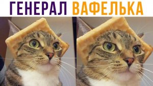Генерал Вафелька) Приколы с котами