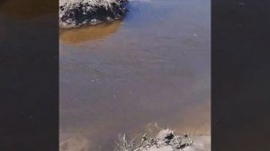 Инспекторы спасли молодь рыбы из отшнурованного водоёма