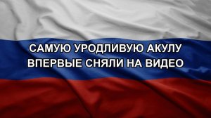Cамую уродливую акулу впервые cняли на видео