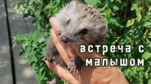 Встреча с маленьким ёжиком в саду