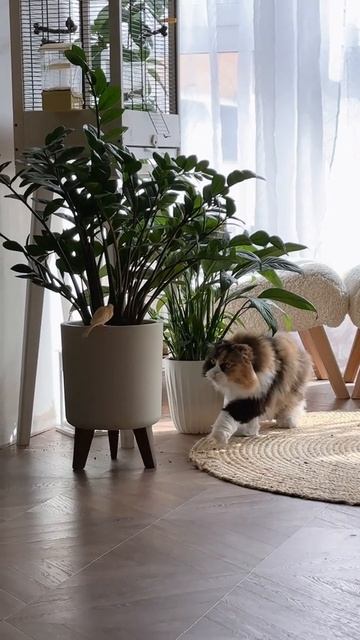 Как кошка учила канарейку бояться  #кошки #канарейка #животные #смешныекоты #приколысживотные