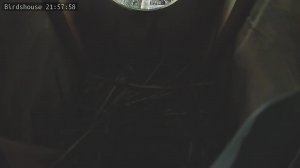 Скворечник - трансляция онлайн - Горихвостка