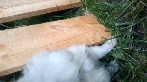 Соседский кот 🐱🐱🐱