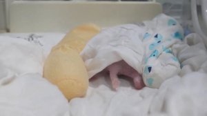 🐼Китайский центр больших панд приветствует первых в этом году медвежат-близнецов