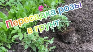 Пересадка розы в грунт. 9 мая 2026