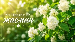 Цветёт жасмин