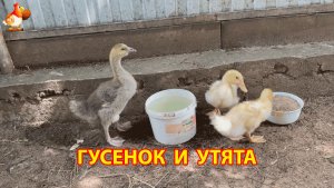Гусёнок и два утёнка переехали на страусиный дворик, как только пришло тепло 2