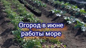 Строю планы на день . Жара и сушь, но работать надо