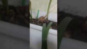 показываю свой огород надеюсь зацените