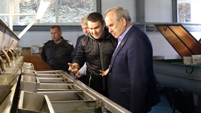Восстановить популяцию царской рыбы в Самарской области помогает рыбзавод «Возрождение»