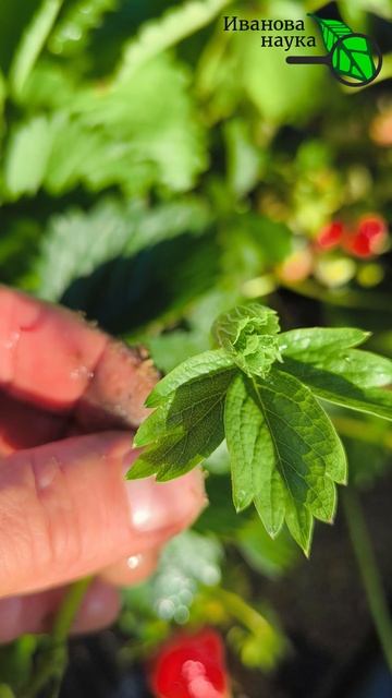 Усы у клубники 🍓: обрезать ✂️ или оставить 🌱? Как утроить урожай без удобрений.