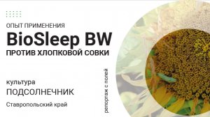 Репортаж с полей. Опыт применения BioSleep BW против хлопковой совки на подсолнечнике