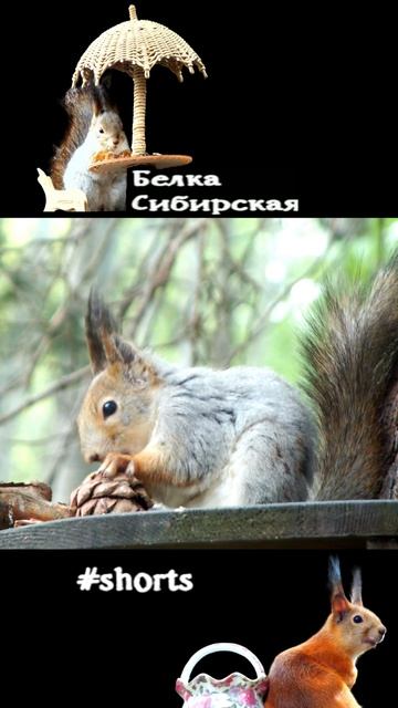 Белка оставила любимую шишку