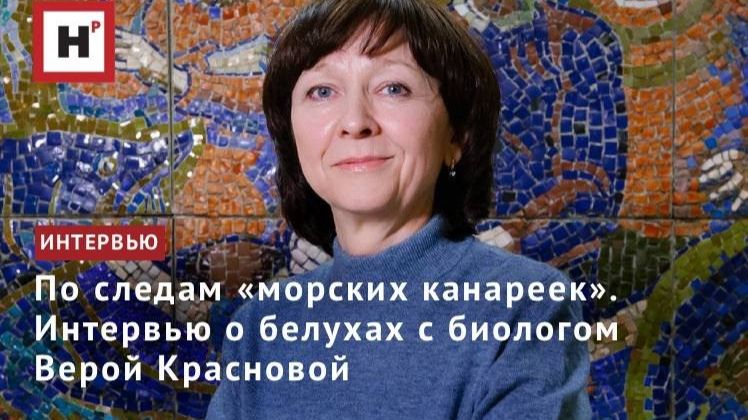 По следам «морских канареек». Интервью о белухах с биологом Верой Красновой