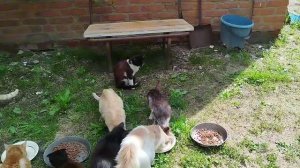 Новости котодвора, видел Сильвера 😺