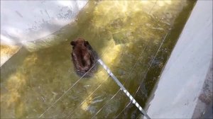 Бурые медведи кайфуют от воды в жару: Валя в бассейне, а Лёха под струёй из шланга 15.06.2026