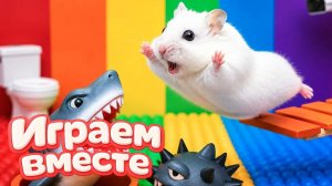 ХОМЯК ВЫБИРАЕТСЯ ИЗ СЕКРЕТНОЙ ХОМЯЧЕЙ ТЮРЬМЫ ! Забавные животные ! Супер лабиринт для хомяка №29